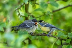Baby great tit