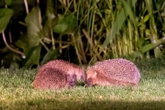 Hedgehog Hedgehog