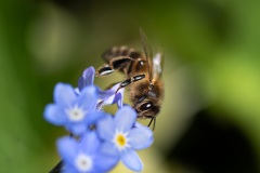 Honeybee Honeybee
