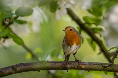 Robin