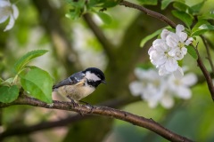 Coal tit