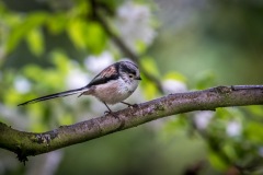 Long tailed tit