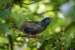 Starling