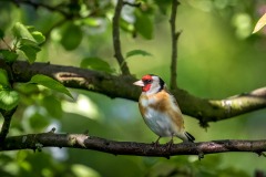 Goldfinch Goldfinch