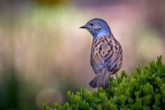 Dunnock Dunnock