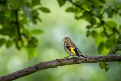 young goldfinch