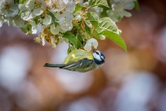 Blue tit