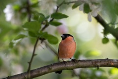 Bullfinch