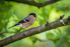Female bullfinch Female bullfinch