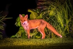 fox