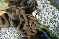 Tadpoles with air bubbles