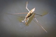 Pond skater