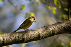 Greenfinch