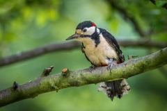 great spotted woodpecker great spotted woodpecker