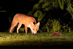 Fox, hedgehog
