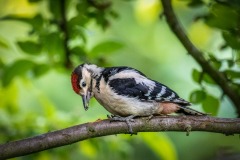 Great spotted woodpecker Great spotted woodpecker