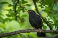 Blackbird