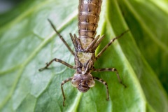 dragonfly carcass, exudiae dragonfly carcass, exudiae