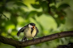 baby great tit