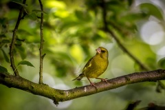 greenfinch