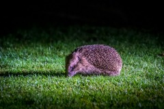 Hedgehog