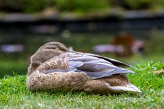 Mallard Mallard