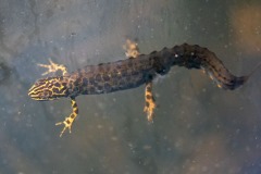 newt newt