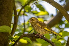 baby greenfinch