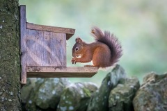 red squirrel red squirrel