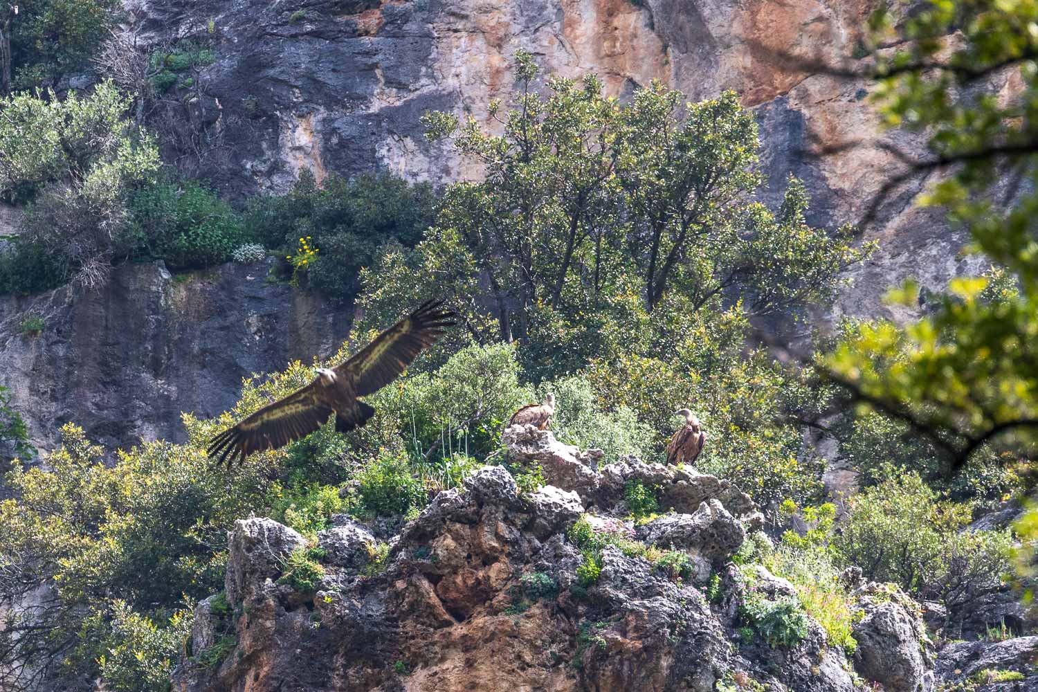 Garganta Verde, griffon vulture