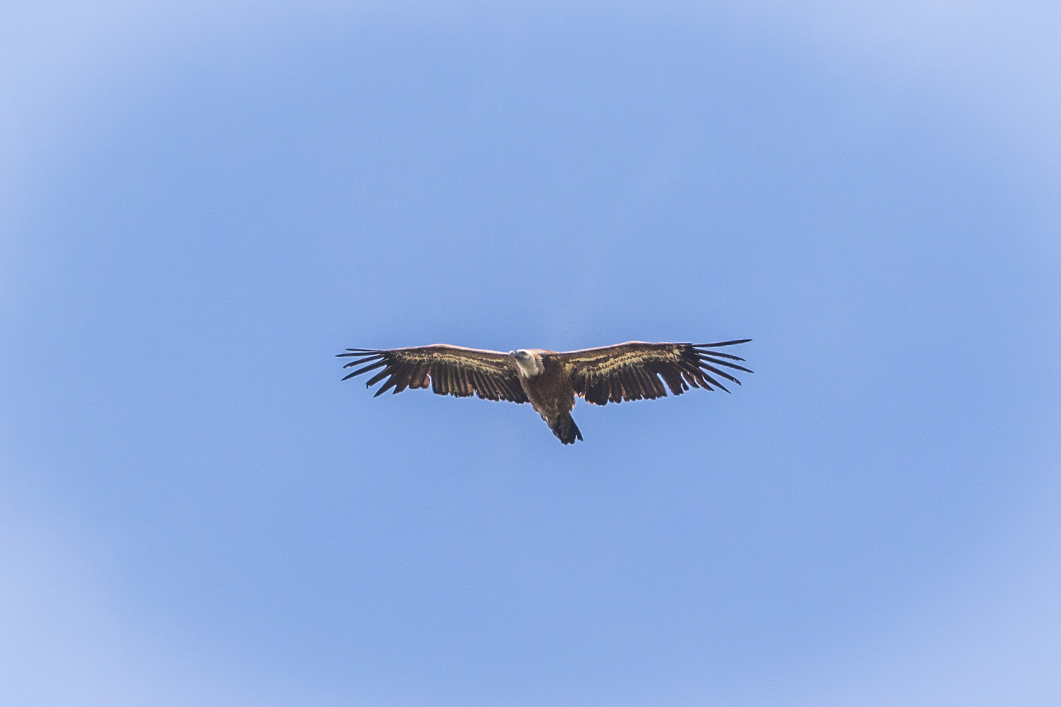 Garganta Verde griffon vulture