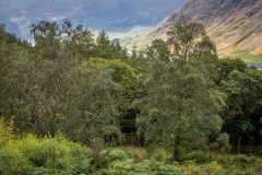 Lanthwaite Wood