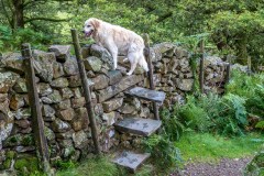 Step stile in Borrowdale