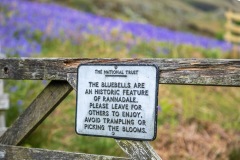 Rannerdale bluebells