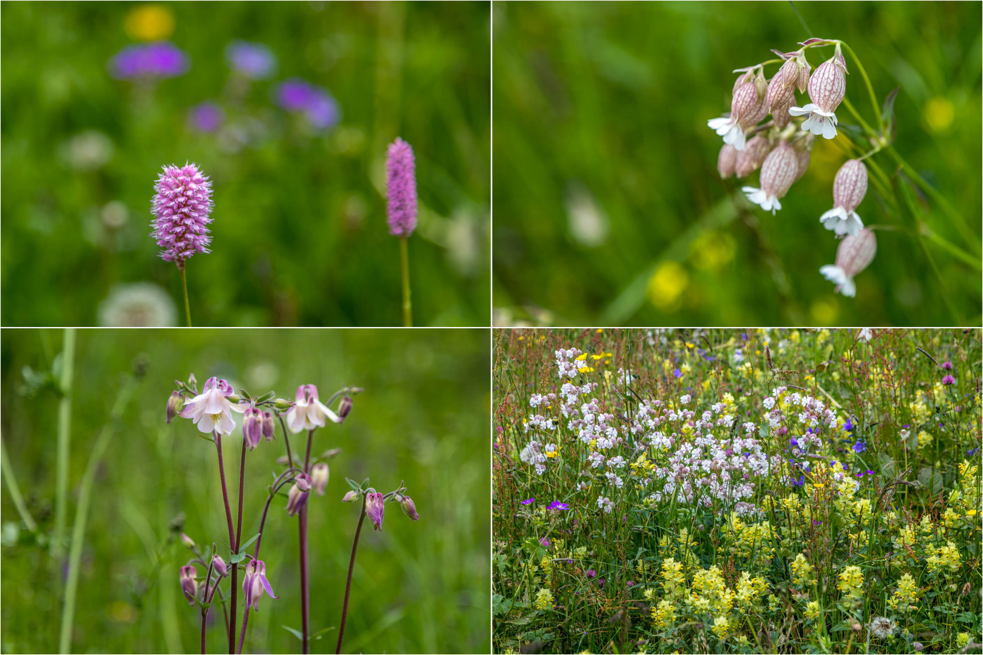 Alpine wildflowers Alpine wildflowers
