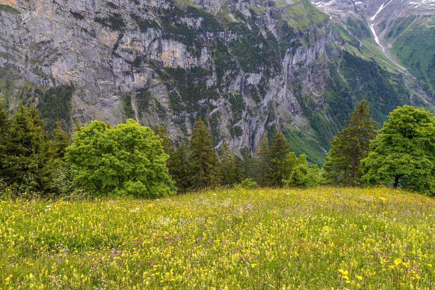 Alpine meadows Alpine meadows