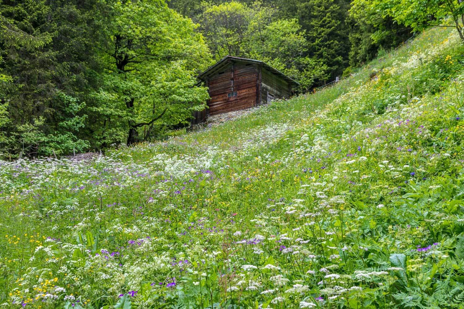 Alpine meadows, Gimmelwalk Alpine meadows, Gimmelwalk