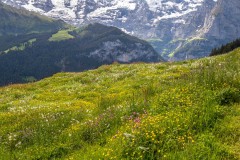 Alpine meadows