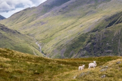 Glaramara walk, Grains Gill
