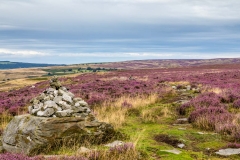 Goathland walk, moor