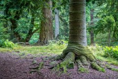 Aira Force arboretum