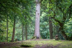 Aira Force arboretum
