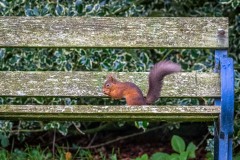 Red squirrel