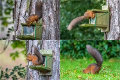 Red squirrel