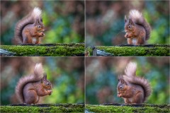Red squirrel