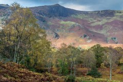 Cummacatta Wood, Maiden Moor