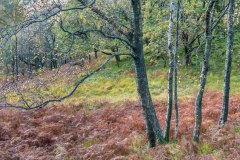 Birches in Borrowdale