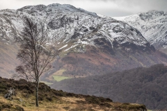 Grange Fell birch tree
