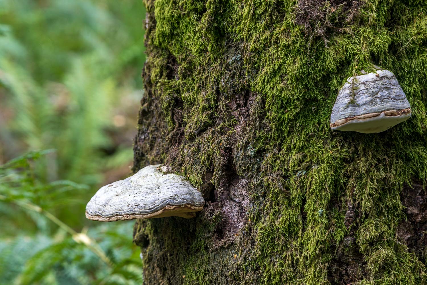 Borrowdale mushrooms