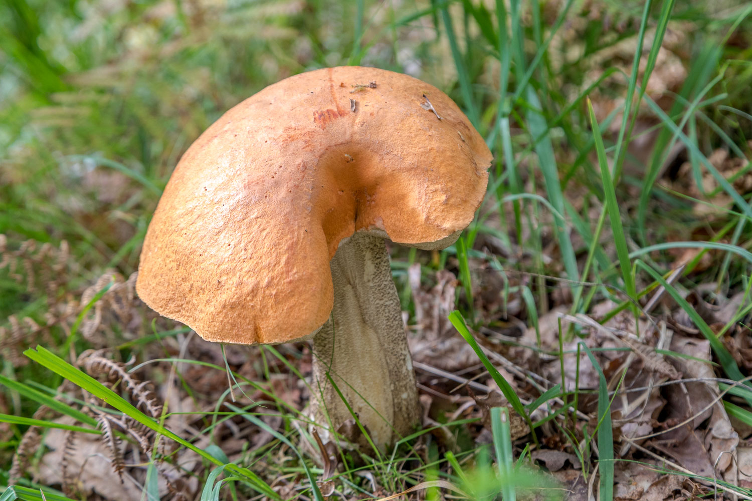Borrowdale mushrooms
